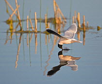 Little Gull (Hydrocoloeus minutus) in flight skim-feeding on water surface. Latvia. June. Magic Moments book plate.