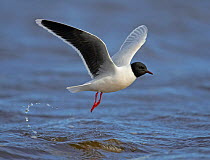 Little Gull (Hydrocoloeus minutus) taking-off from water. Finland. June. Magic Moments book plate.