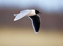 Little Gull (Hydrocoloeus minutus) in flight. Finland, May