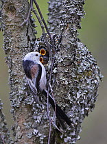 Long-tailed Tit (Aegithalos caudatus) adult at nest hole in tree with chicks. Helsinki, Finland. May