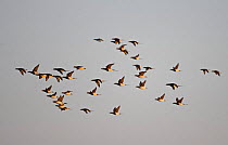 Migrating Long-tailed Ducks (Clangula hyemalis). Porvoo, Söderskär, Finland. May