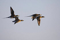 Long-tailed Ducks (Clangula hyemalis) in flight. Porvoo, Söderskär, Finland. May