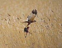 Marsh Harrier (Circus Aeroginosus) in flight over reed bed with prey item in talons. Lithuania. April