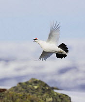 Rock Ptarmigan (Lagopus mutus) male with winter plumage in flight. Utsjoki, Finland. April
