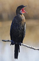 Pygmy Cormorant (Microcarbo pygmeus) calling. Bulgaria. February