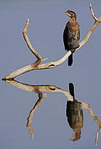 Pygmy Cormorant (Microcarbo pygmeus) perched on branch, reflected in water. Bulgaria, February