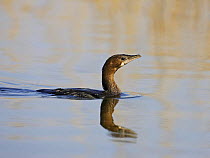 Pygmy Cormorant (Microcarbo pygmeus) in water. Bulgaria, February