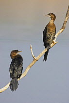 Pygmy Cormorants (Microcarbo pygmeus) perching on branch. Bulgaria, February