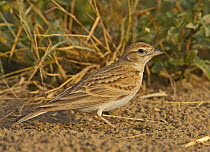 Greater short toed lark (Calandrella brachydactyla) portrait. Oman. March