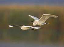 Little Egrets (Egretta garzetta) in flight, Hungary. July