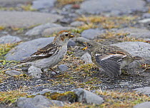 Snow bunting (Plectrophenax nivalis) adult and begging juvenile. Iceland, June
