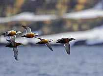 Steller's Eider (Polysticta stelleri) ducks, male and female, in flight. Norway, March
