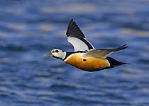 Steller's Eider (Polysticta stelleri) duck male in flight over water. Norway. March