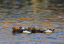 Steller's Eider (Polysticta stelleri) ducks, male and female, on water. Norway. March