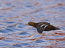 Steller's Eider (Polysticta stelleri) duck female in flight over water. Norway. March