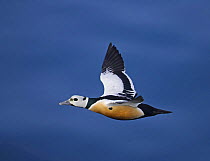 Steller's Eider (Polystitca stelleri) duck male in flight. Norway, April