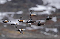 Steller's Eider (Polysticta stelleri) ducks, males and females, in flight. Norway, March
