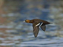 Steller's Eider (Polysticta stelleri) duck female in flight over water. Norway, March