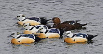 Steller's Eider (Polysticta stelleri) ducks, males and females in water. Norway, March