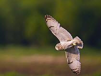 Short-eared Owl (Asio flammeus) in flight. Liminka,  Finland. June