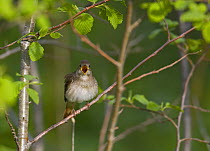 Thrush Nightingale (Luscinia luscinia) singing. Estonia. May