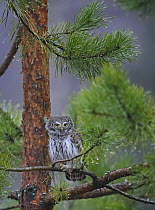 Pygmy Owl (Glaucidium passerinum) perched in pine tree. Hyvinkää, Finland. January