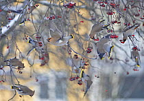 Waxwing (Bombycilla garrulus) flock feeding on berries. Helsinki, Finland. January