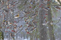 Waxwing (Bombycilla garrulus) flock and Fieldfare (Turdus pilaris) feeding in berry tree. Helsinki, Finland. January