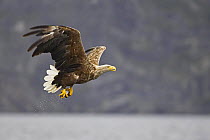 White-tailed Eagle (Haliaetus albicilla) in flight. Merikotka, Norway August