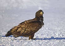 White-tailed eagle (Haliaetus albicilla) standing in snow. Vehmaa, Finland. March 2004  Digitally altered - one raven removed