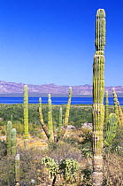 Cardon Cactus {Pachycereus pringlei} at Bahia Concepcion, Baja California Sur, Mexico
