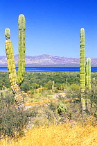Cardon Cactus {Pachycereus pringlei} at Bahia Concepcion, Baja California Sur, Mexico