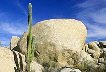 Cardon Cactus {Pachycereus pringlei} at Catvina Rock Garden, Baja California, Mexico