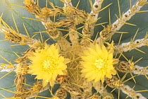 Barrel Cactus (Ferocactus glaucescens) flowers, Baja California Sur, Mexico