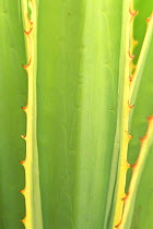 Close up of {Agave sp} leaf, Baja California Sur, Mexico
