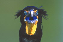 Double-crested Cormorant {Phalacrocorax auritus} head on, Everglades NP, Florida, USA