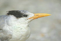 Royal Tern {Thalasseus maximus} head portrait, Sanibel, Florida, USA