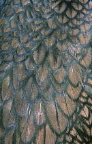 Double-Crested Cormorant {Phalacrocorax auritus} close up of feathers, Florida, USA