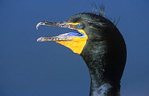 Double-Crested Cormorant {Phalacrocorax auritus} hed profile portrait in breeding plumage, beak open, Florida, USA