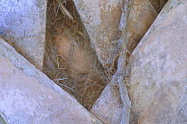 Abstract of Cabbage Palmetto {Sabal palmetto} trunk, Florida, USA