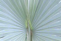 Bismark Palm, Naples Botanical Garden, Florida, USA