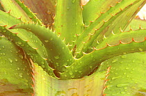 Abstract of Tree Aloe {Aloe sp} Naples Botanical Garden, Florida, USA