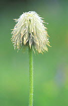 Pasque Flower {Pulsatilla sp} seedpod, Mt. Rainier NP, Washington, USA