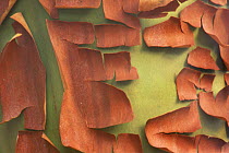 Abstract close up of trunk of Madrone tree {Arbutus sp}, San Juan Island, Washington, USA