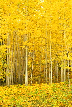 Quaking Aspen Grove {Populus tremuloides} in autumn, Colorado, USA