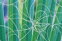 Abstract detail of California Fan Palm (Washingtonia filifera) California, USA