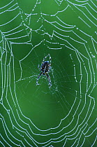 Spiderweb with Dewdrops, San Juan Island, Washington, USA