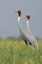 Two Sarus Cranes {Grus antigone} in field outside Keoladeo, Ghana NP, Bharatpur, India