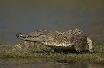 Mugger crocodile {Crocodylus palustris} Chamball river, Madhya Pradesh, India