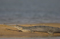Indian gharial {Gavialis gangeticus} Chamball river, Madhya Pradesh, India